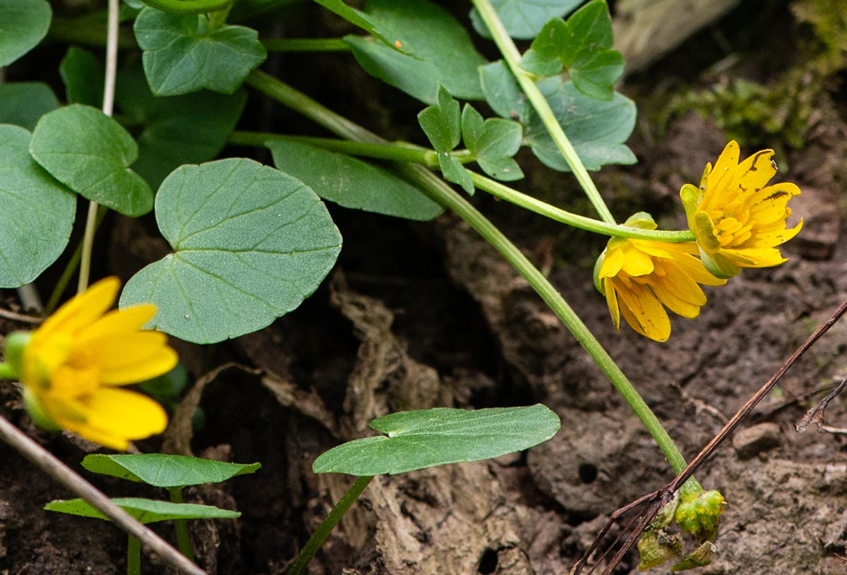 Blätter am Blütenstiel